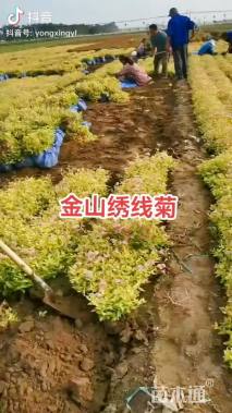 高度50厘米绣线菊