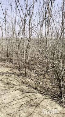 高度220厘米丛生金银木