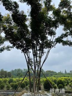 5公分(5杆)丛生栾树