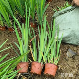 高度55厘米西伯利亚鸢尾