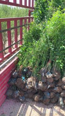 高度50厘米棣棠