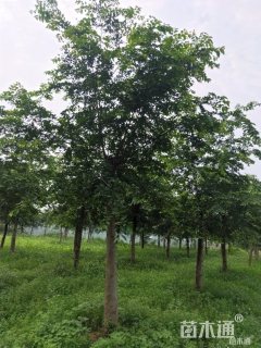 30公分朴树