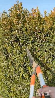 高度130厘米瓜子黄杨