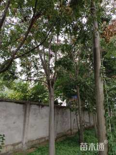 18公分黄山栾树