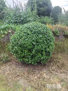 120公分无刺枸骨