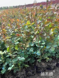 高度30厘米月季