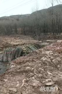 高度40厘米沙柳