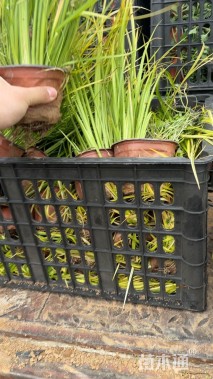 高度20厘米金叶石菖蒲