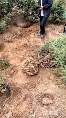 高度200厘米云杉