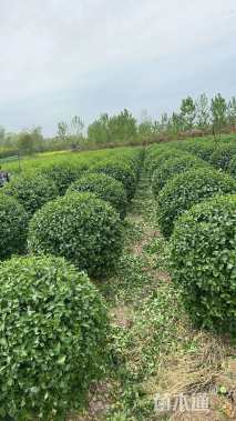 冠幅120厘米卫矛球