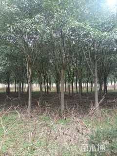 15公分红叶石楠