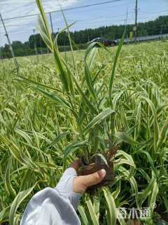 高度40厘米花叶芦竹