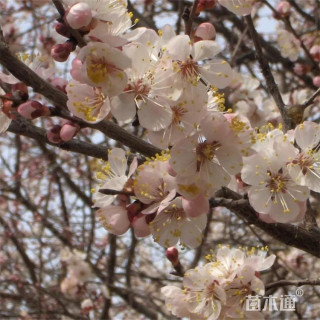 8公分山桃