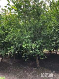 高度3厘米花石榴