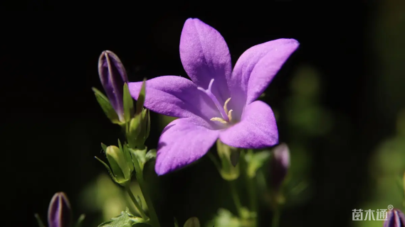 高度10厘米桔梗