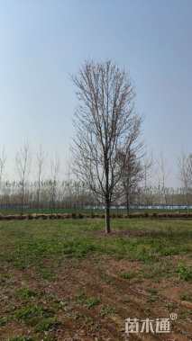 17公分美国红枫