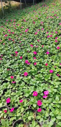 高度15厘米矮牵牛