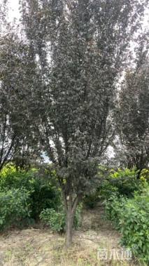 9公分紫叶李