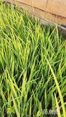 高度30厘米火星花