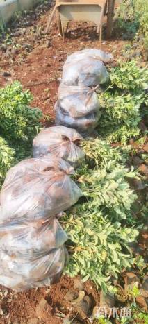 高度30厘米金边黄杨小苗