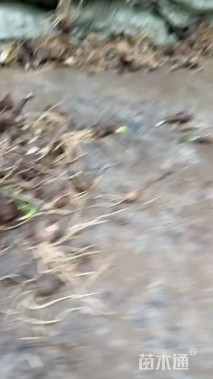 高度10厘米石蒜