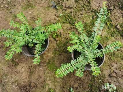 高度20厘米亮绿忍冬