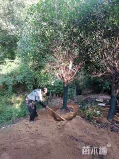 13公分红叶石楠