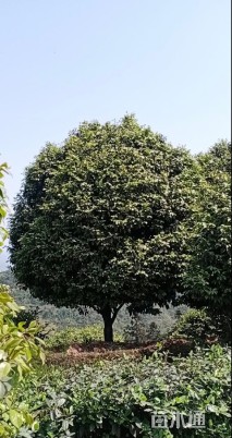 高度300厘米茶花