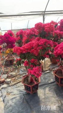 高度150厘米三角梅
