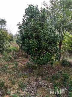 高度300厘米茶花