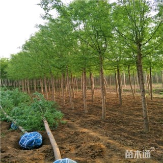 6公分旱柳