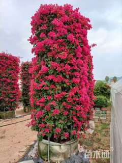 高度290厘米三角梅