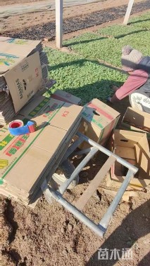 高度15厘米金鸡菊