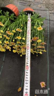 高度30厘米玛格丽特花