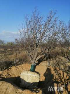 高度350厘米丛生八棱海棠