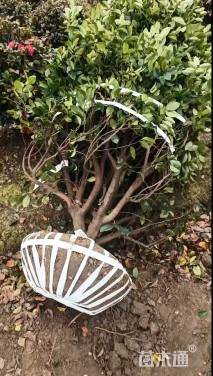 冠幅180厘米含笑球