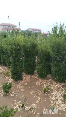 高度150厘米大叶黄杨柱