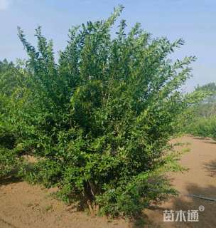 高度400厘米丛生石榴