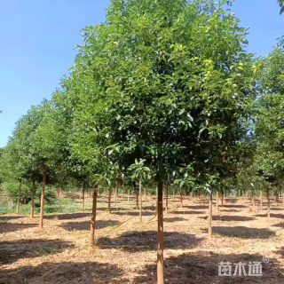 12公分香樟