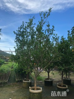 高度300厘米果石榴