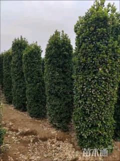 高度300厘米大叶黄杨柱