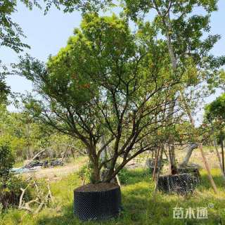 高度200厘米果石榴