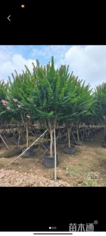 5公分小叶紫薇
