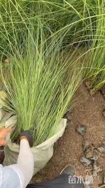 高度120厘米细叶芒