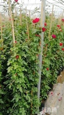 高度120厘米月季