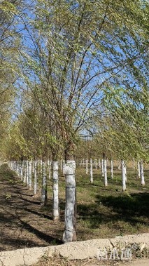 19公分嫁接垂柳