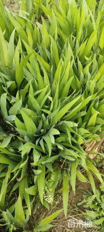 高度40厘米红王子锦带