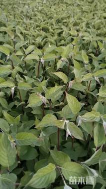 高度45厘米红瑞木