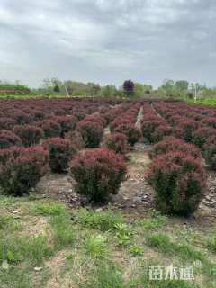 冠幅80厘米紫叶小檗球