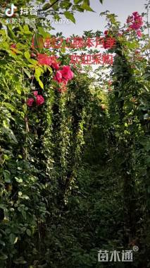 180厘米藤本月季